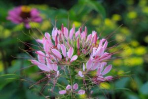 １０月７日 クレオメ ラクハナblog