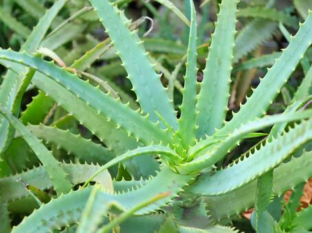 １０月２３日 キダチアロエ ラクハナblog