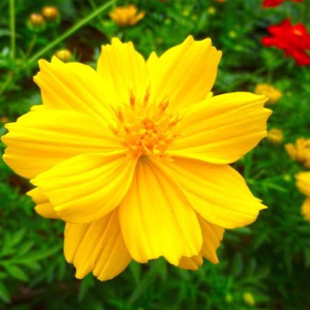 １０月１１日 キバナコスモス ラクハナblog