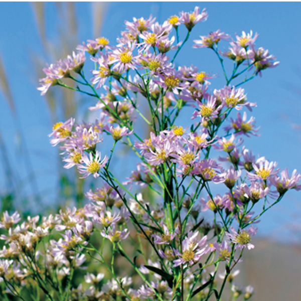 10月30日 クジャクソウ ラクハナblog 10月30日 クジャクソウ ラクハナblog