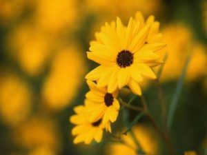 １０月２３日 キダチアロエ ラクハナblog