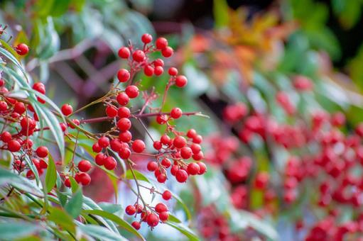 万両の実は 鳥に食べられにくい ラクハナblog