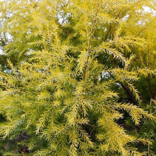 １１月４日 メラウレカ レボリューションゴールド ラクハナblog