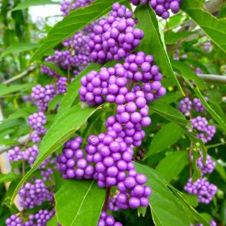 １０月１５日 ムラサキシキブ ラクハナblog