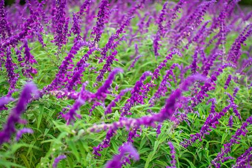 名前がいっぱいある 一つのセージ ラクハナblog