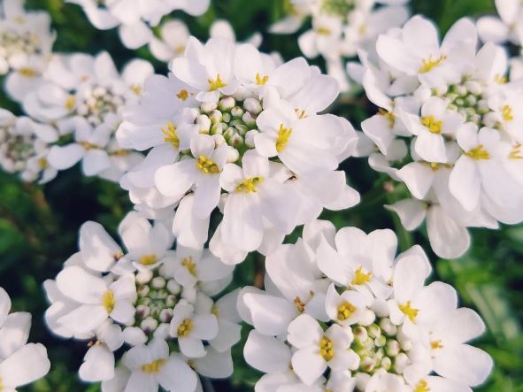 １２月５日 イベリス ラクハナblog