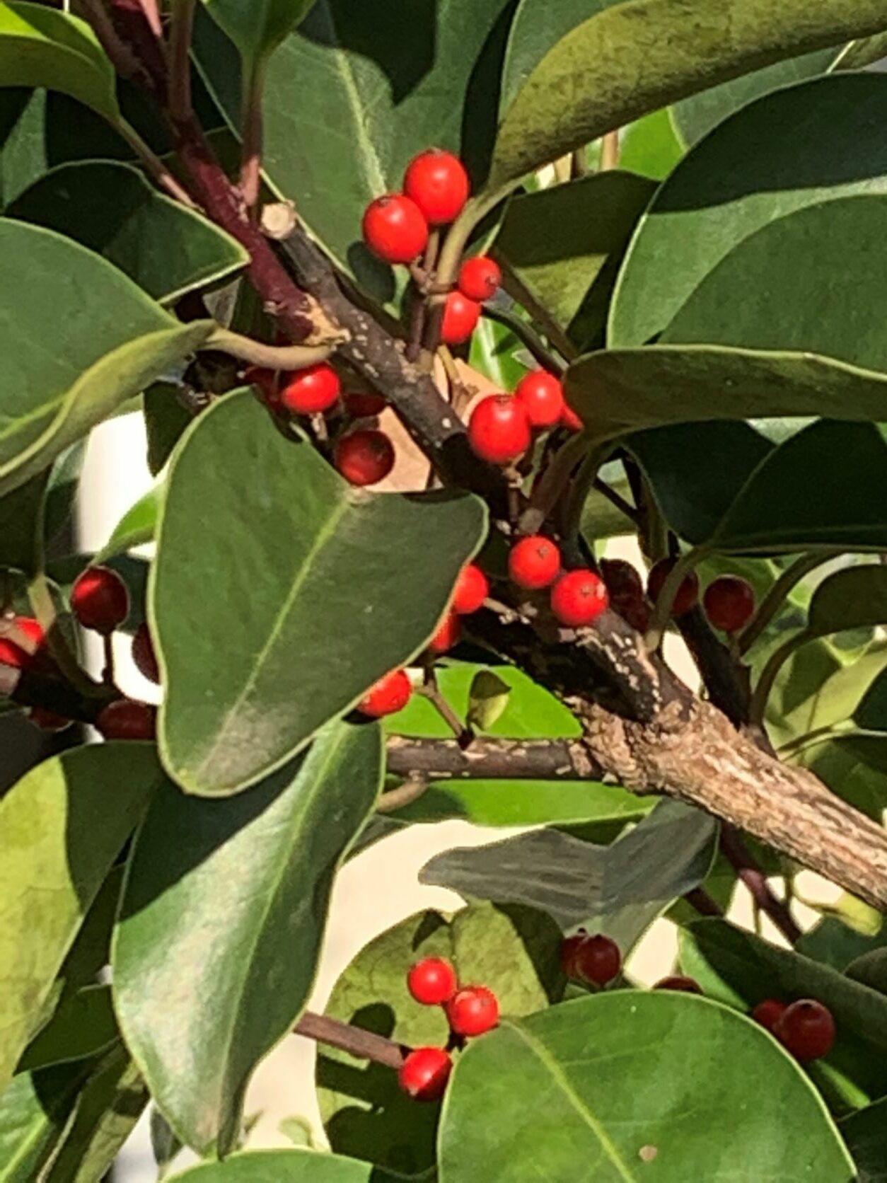 １１月２８日 クロガネモチ ラクハナblog