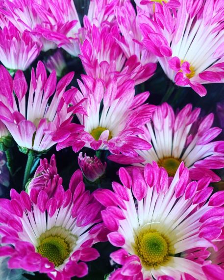 １１月３０日 スプレーマム ラクハナblog