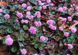 １１月２８日 クロガネモチ ラクハナblog