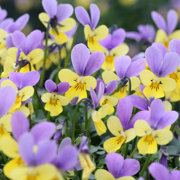 １１月２２日 ビオラ ラクハナblog