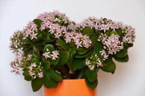 11月 21 ラクハナblog