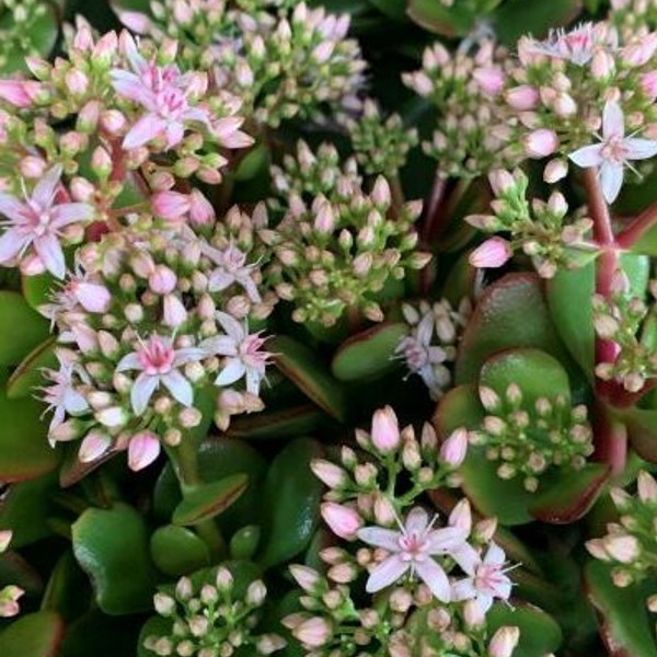 １１月２４日 金のなる木 ラクハナblog