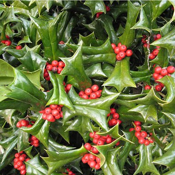 12月24日 クリスマスホーリー ラクハナblog 12月24日 クリスマスホーリー ラクハナblog