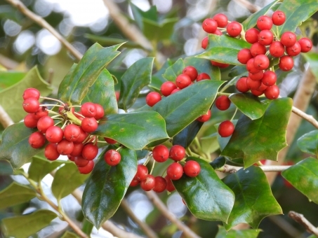 １２月２４日 クリスマスホーリー ラクハナblog