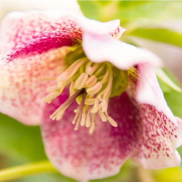 １２月２５日 クリスマスローズ ラクハナblog