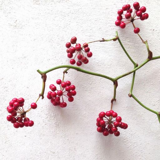 12月20日 サンキライ ラクハナblog 12月20日 サンキライ ラクハナblog