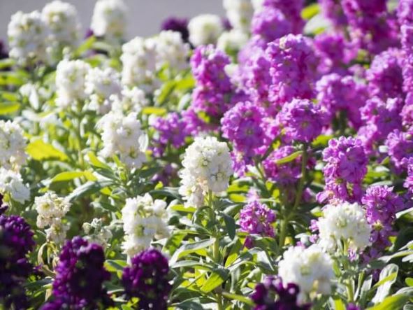 １２月２３日 ストック ラクハナblog