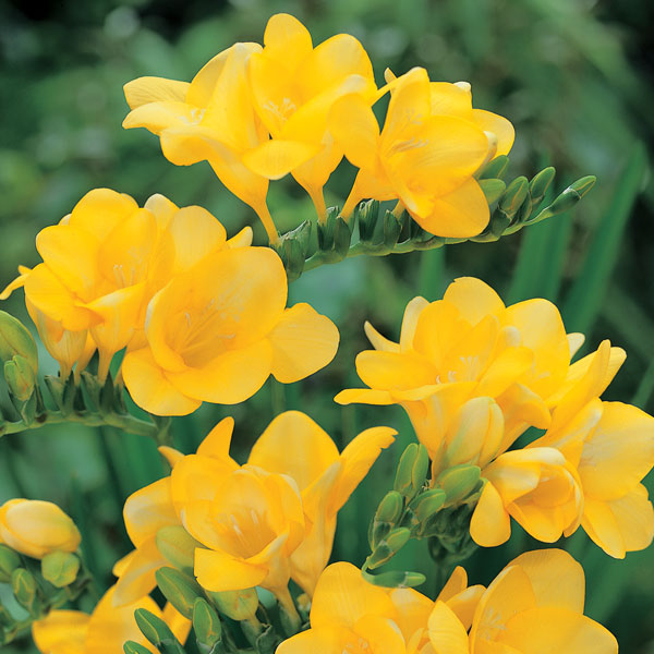 １月３日 フリージャ ラクハナblog