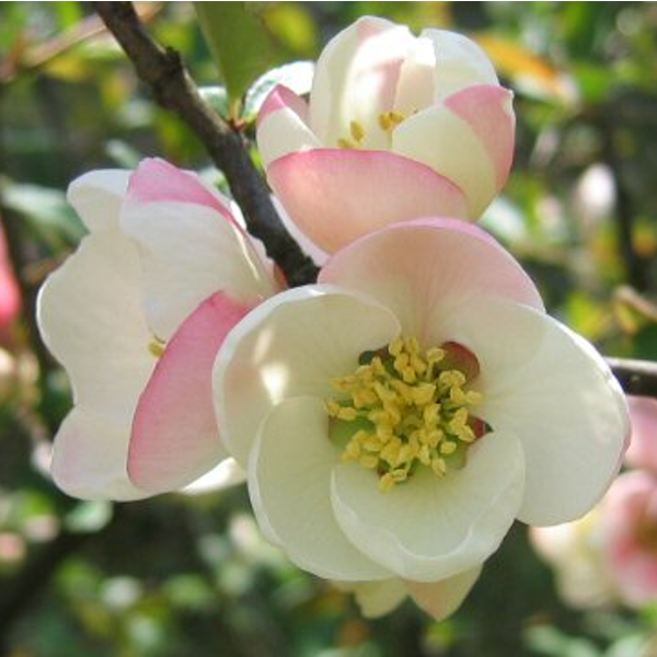 １２月２８日 ボケ ラクハナblog