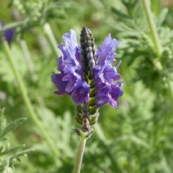 １２月７日 レースラベンダー ラクハナblog