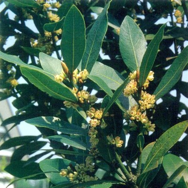 １２月１７日 月桂樹 ラクハナblog