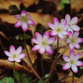 １月８日 雪割草 ラクハナblog