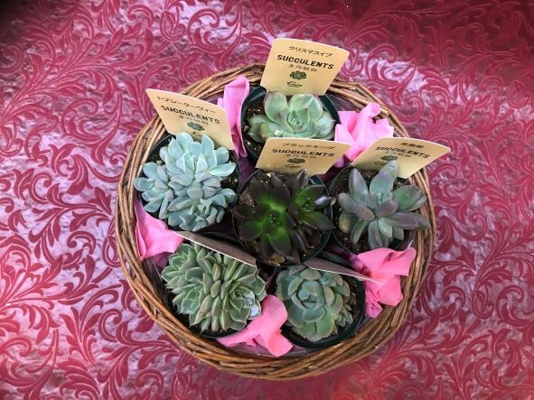 大人気 多肉植物の育て方 エケベリア編 ラクハナblog 大人気 多肉植物の育て方 エケベリア編 ラクハナblog