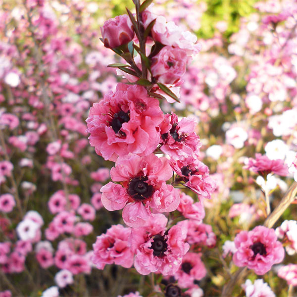 1月22日 ギョリュウバイ ラクハナblog 1月22日 ギョリュウバイ ラクハナblog