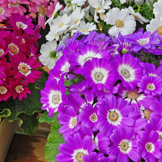 １月２７日 サイネリア ラクハナblog