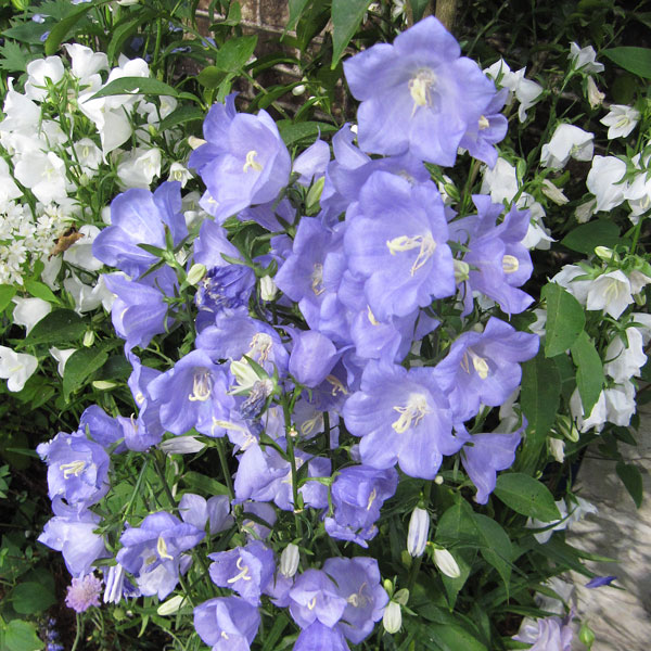 ２月１０日 カンパニュラ ラクハナblog