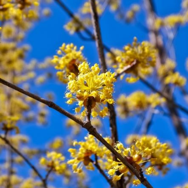 ２月２４日 サンシュユ ラクハナblog