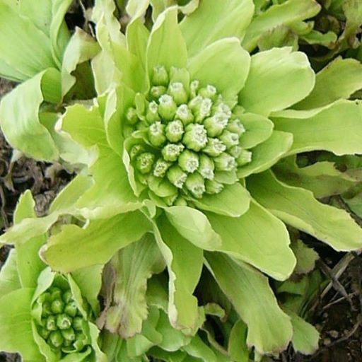 ２月２５日 フキ ラクハナblog