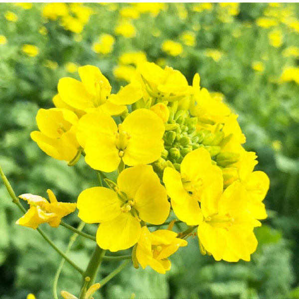２月２０日 菜の花 ラクハナblog
