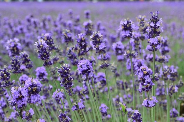 ４月２２日 ラベンダー ラクハナblog