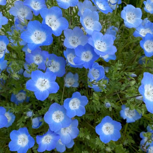 ３月２９日 ネモフィラ ラクハナblog