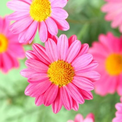 ３月１４日 マーガレット ラクハナblog