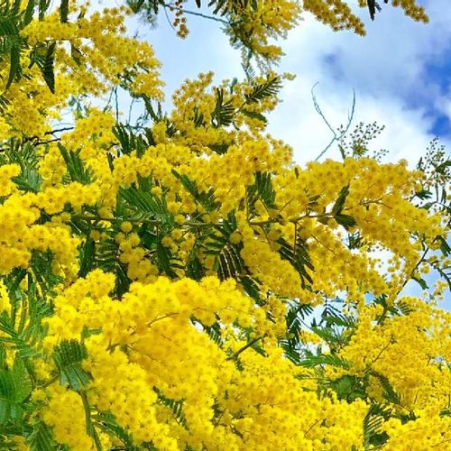 ３月８日 ミモザアカシア ラクハナblog