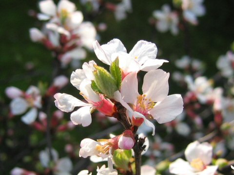 桜桃と梅桃 - ラクハナBlog
