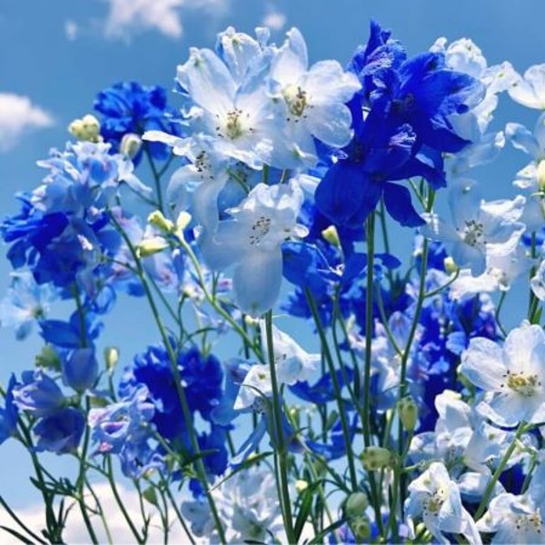 ４月２７日 デルフィニウム ラクハナblog