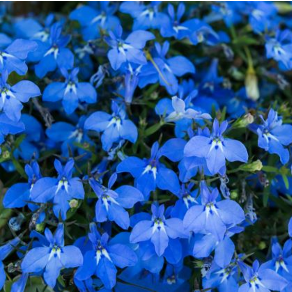 ４月２１日 ロベリア ラクハナblog