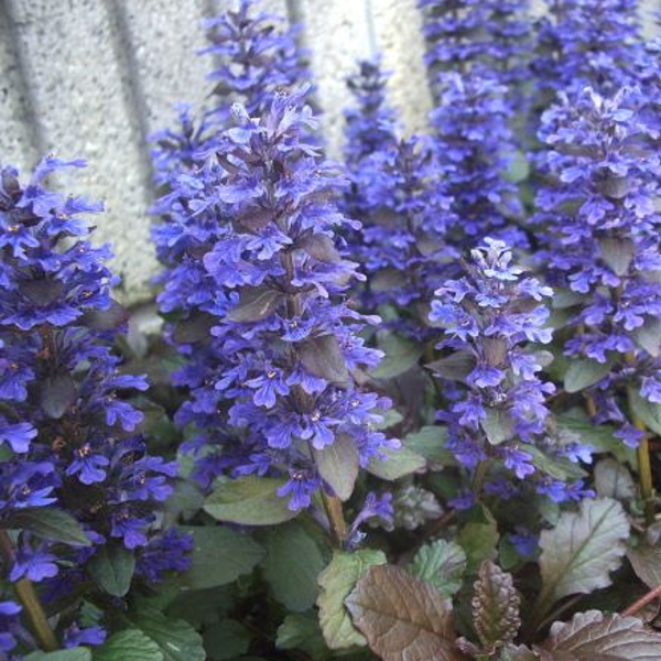 ４月１８日 十二単 十二ひとえ ラクハナblog
