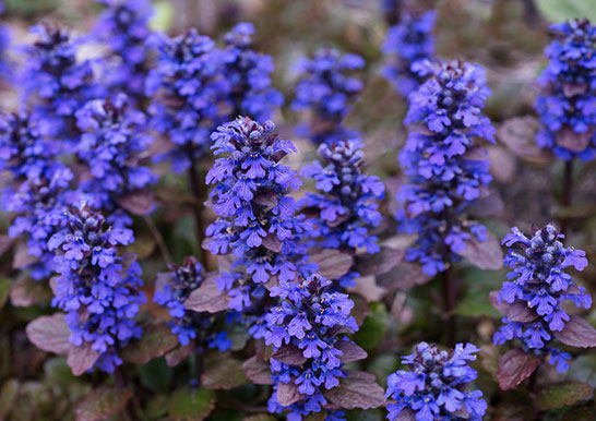 ４月１８日 十二単 十二ひとえ ラクハナblog