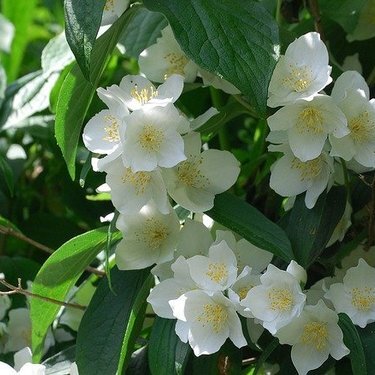 4月10日 梅花ウツギ ラクハナblog 4月10日 梅花ウツギ ラクハナblog