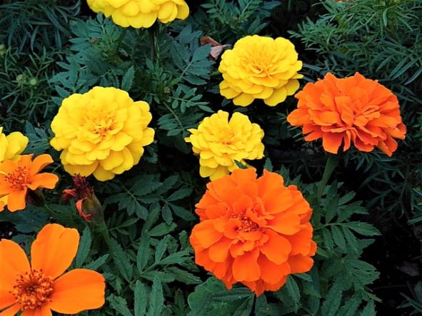 マリーゴールド マリーゴールド ：ホットパック花色ミックス4.5号鉢植え の通販