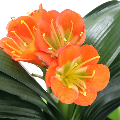 5月2日 君子蘭 - 今日の誕生花 - ラクハナBlog