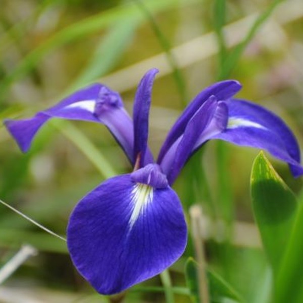 ５月１３日 カキツバタ ラクハナblog