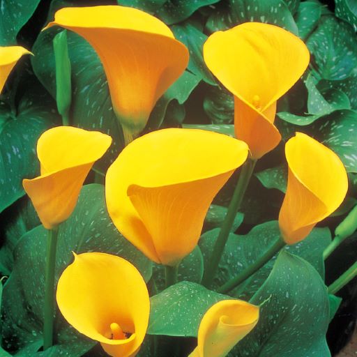 ５月１２日 カラー ラクハナblog