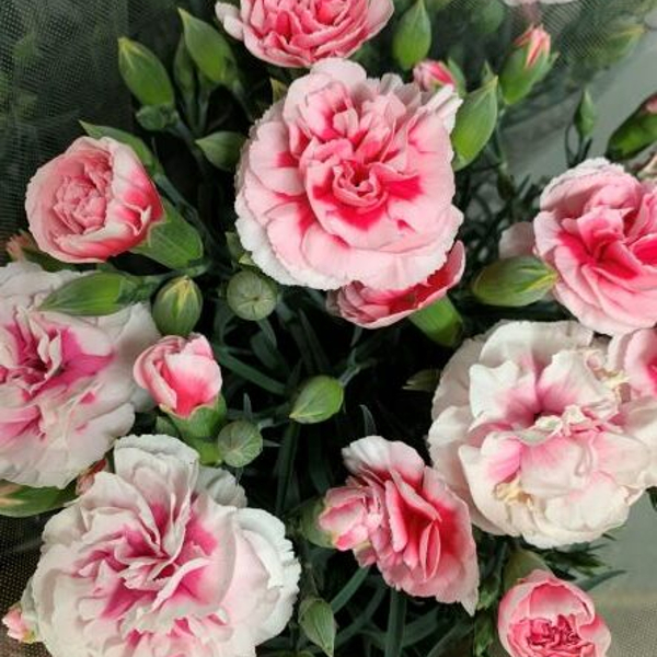 ５月８日 カーネーション ラクハナblog