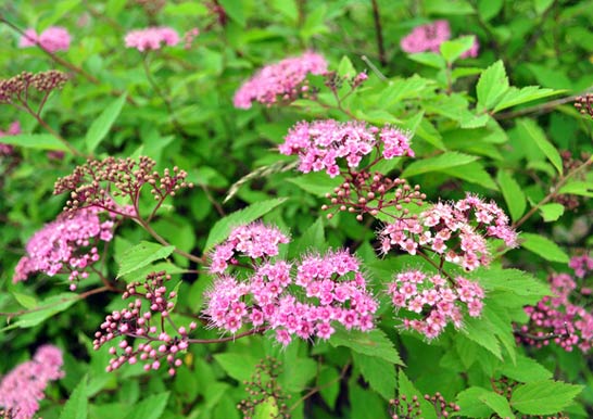 京鹿子とシモツケとシモツケソウの違い よよっ ラクハナblog 京鹿子とシモツケとシモツケソウの違い よよっ ラクハナblog