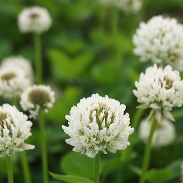 ５月２９日 シロツメクサ ラクハナblog